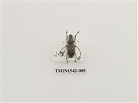 藏品(長角象鼻蟲科)的圖片